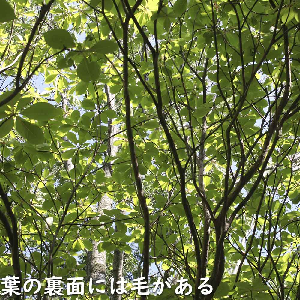 リョウブ 単木 2.3m 露地 苗木の画像