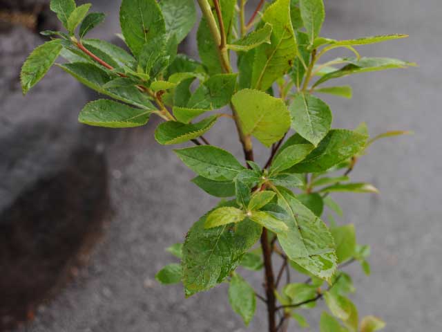 リョウブ 単木 2m 露地 2本 苗木 FKP3306227662