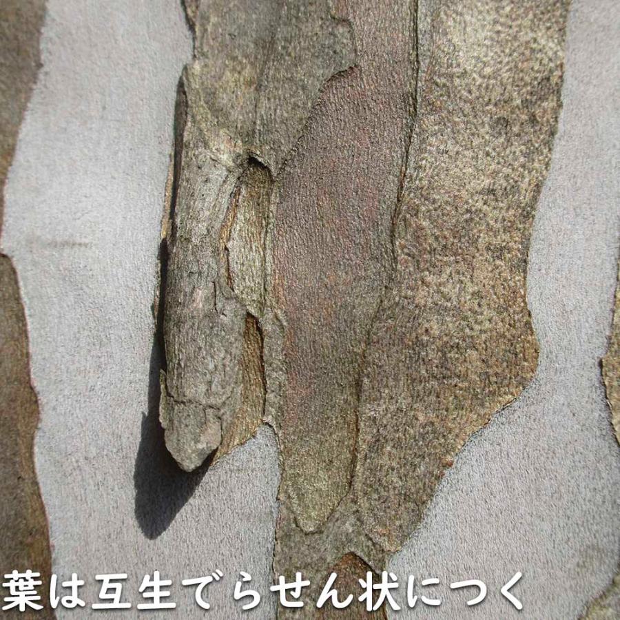 リョウブ 単木 2m 露地 2本 苗木 FKP3306227662