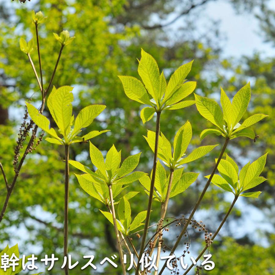 リョウブ 単木 2m 露地 2本 苗木 FKP3306227662