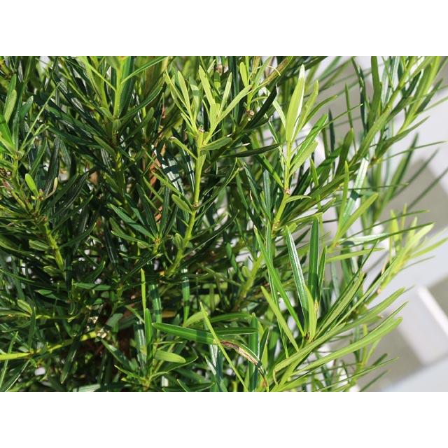 ナゴヤラカンマキ 1.5m 露地 3本×2 苗木 常緑樹 ナゴヤラカンマキ 1.5m 露地 3本×2 苗木 常緑樹