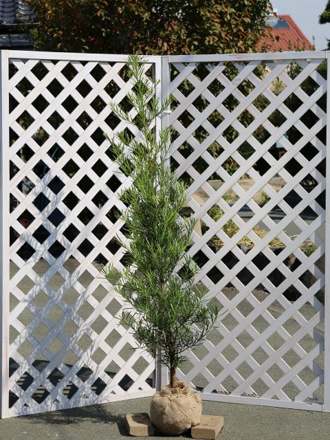 ローボード ナゴヤラカンマキ 1.5m 露地 3本×2 苗木 【K3025658057】(19800円)