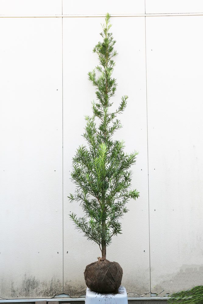 ラカンマキ(苗木、植木)の商品一覧 | 花、ガーデニング 通販 ラカンマキ(苗木、植木)の商品一覧 | 花、ガーデニング 通販