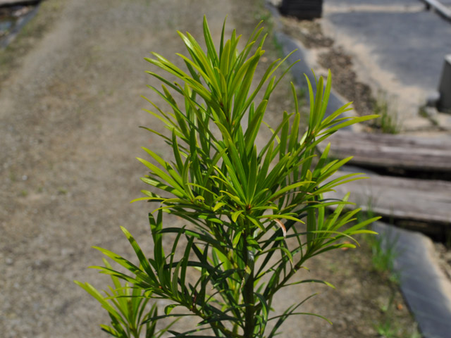 ナゴヤラカンマキ 1.5m 露地 3本×2 苗木 常緑樹 ナゴヤラカンマキ 1.5m 露地 3本×2 苗木 常緑樹