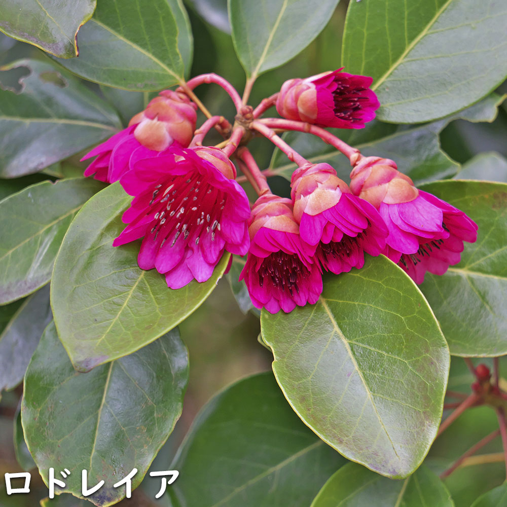 ★11時間以内発送★美品 ロドレイア 株立ち 2.5m 露地 2本 苗木 【IQY9388759805】 (34320円)