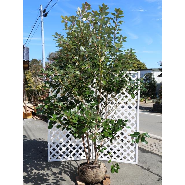 ★11時間以内発送★美品 ロドレイア 株立ち 2.5m 露地 2本 苗木 【IQY9388759805】 (34320円)