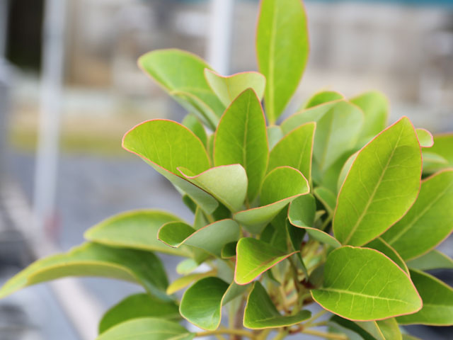 ★11時間以内発送★美品 ロドレイア 株立ち 2.5m 露地 2本 苗木 【IQY9388759805】 (34320円)