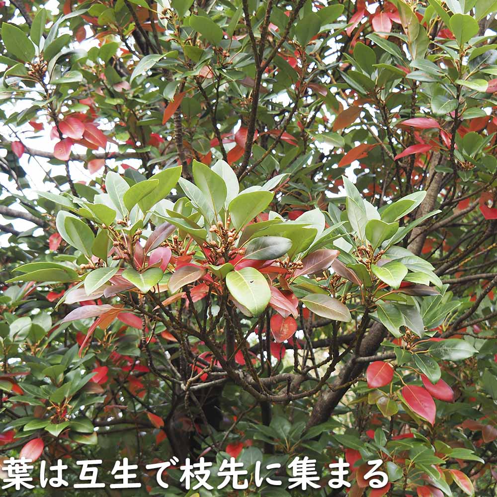 ★11時間以内発送★美品 ロドレイア 株立ち 2.5m 露地 2本 苗木 【IQY9388759805】 (34320円)