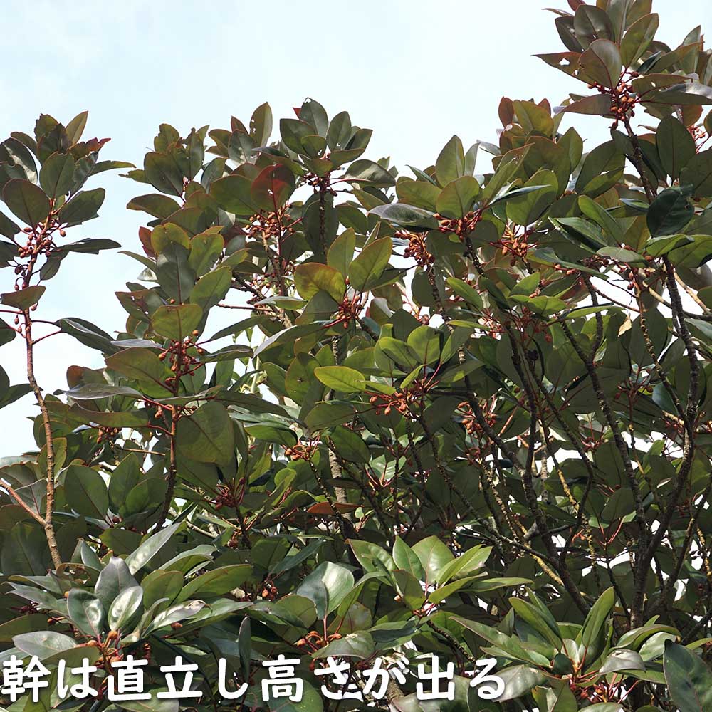 ★11時間以内発送★美品 ロドレイア 株立ち 2.5m 露地 2本 苗木 【IQY9388759805】 (34320円)