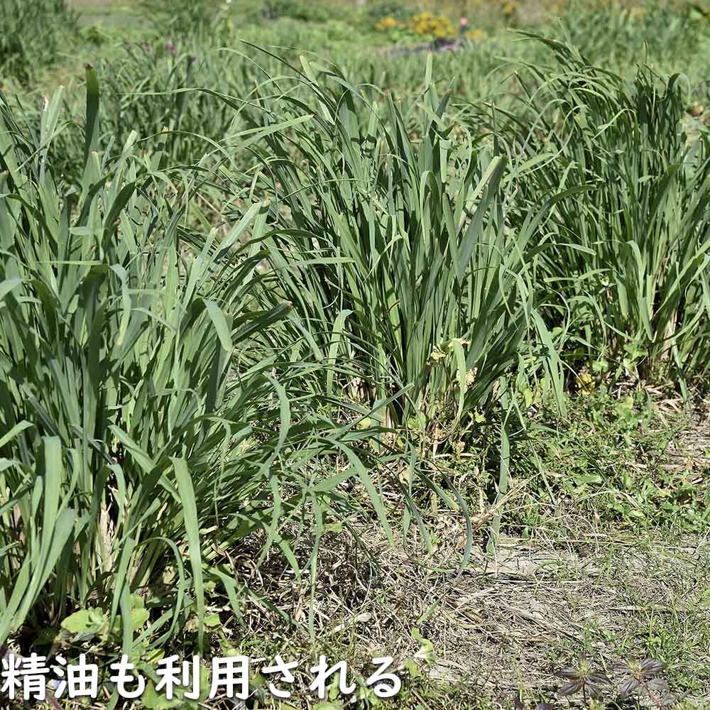 レモングラス 9.0cmポット 苗 |  | 10