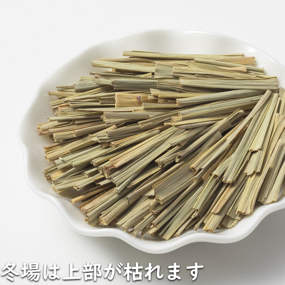 レモングラス 9.0cmポット 苗 |  | 12
