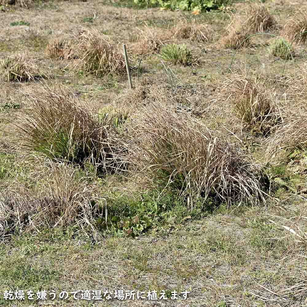 レモングラス 9.0cmポット 苗 |  | 16