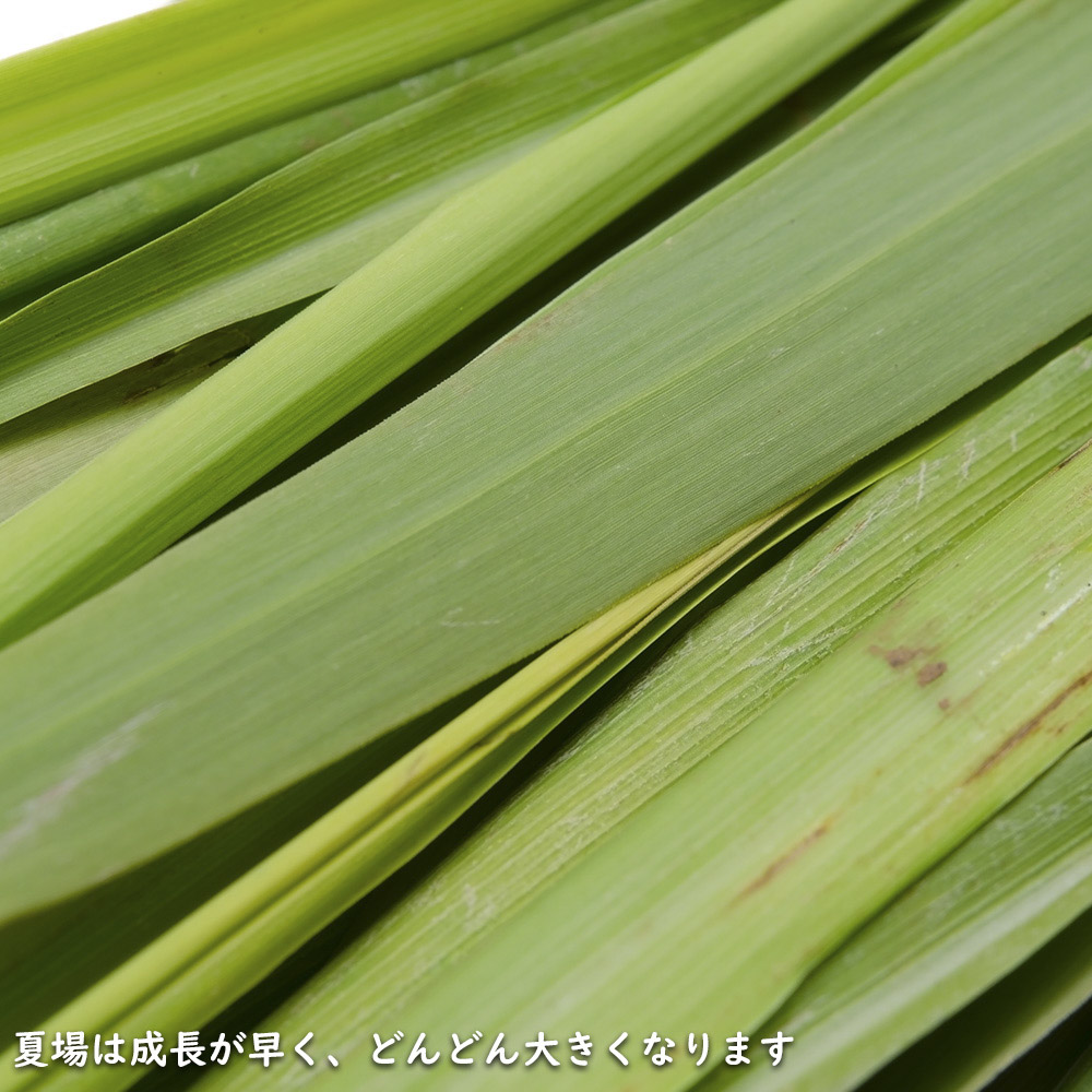 レモングラス 9.0cmポット 苗 |  | 19