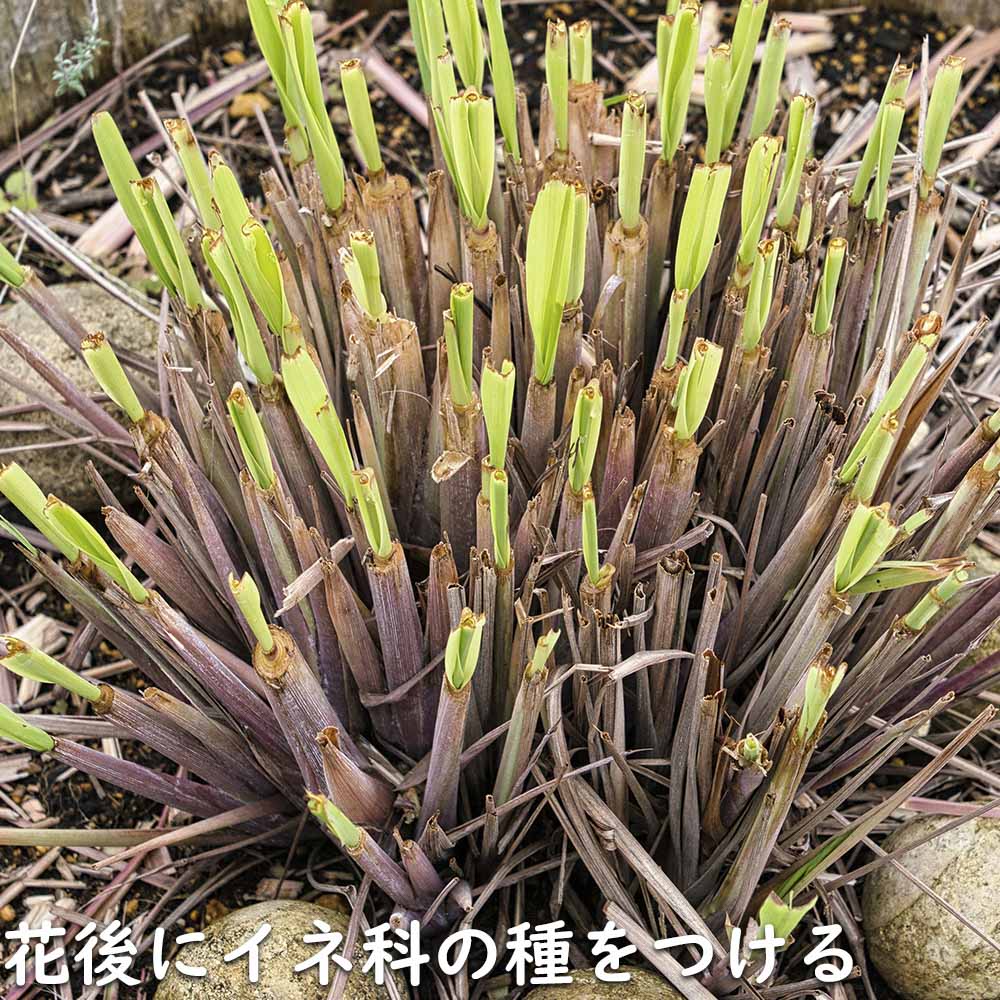 レモングラス 9.0cmポット 苗 |  | 06