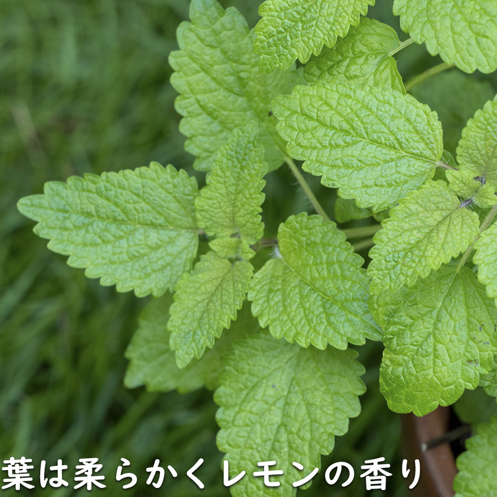 レモンバーム 9cmポット 苗の詳細画像3