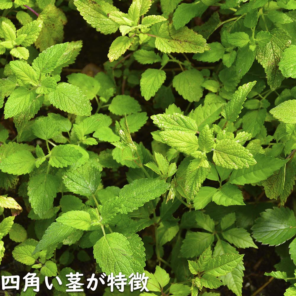 レモンバーム 9cmポット 苗の詳細画像4