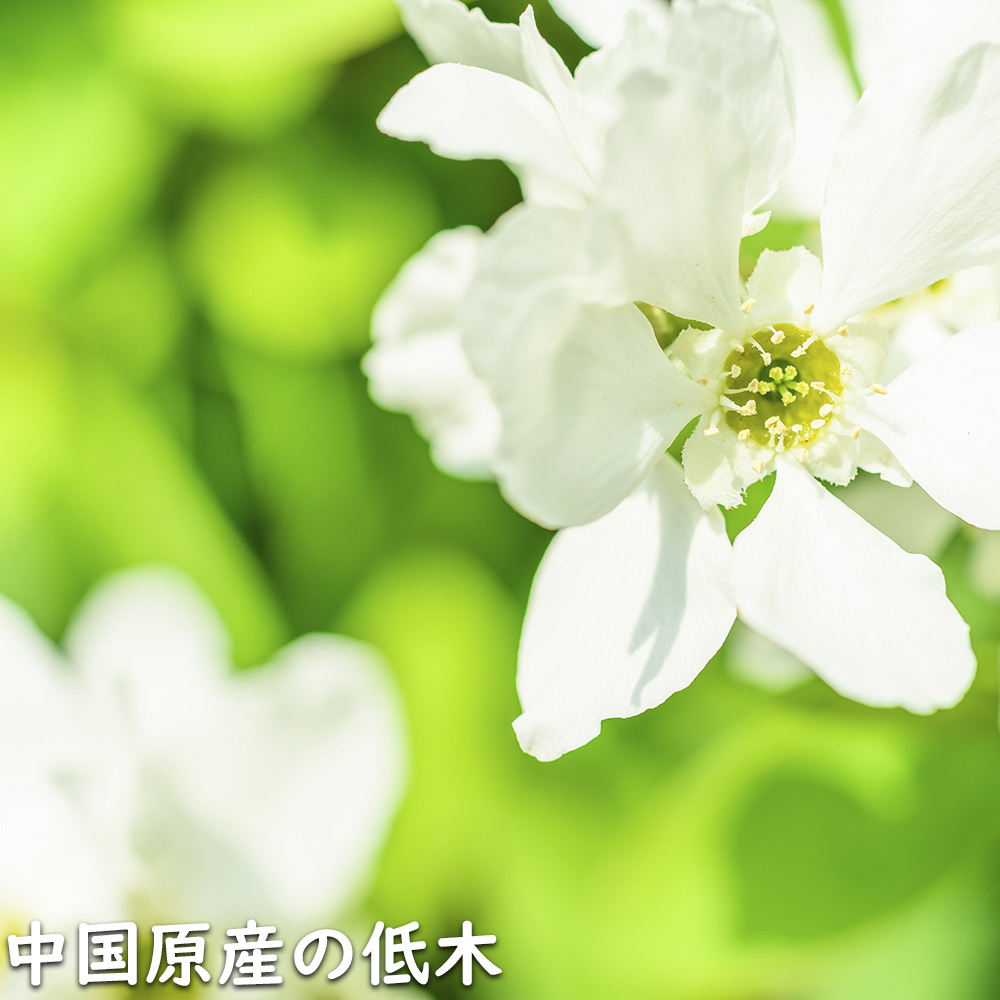 リキュウバイ 1.2m 露地 2本 苗の画像