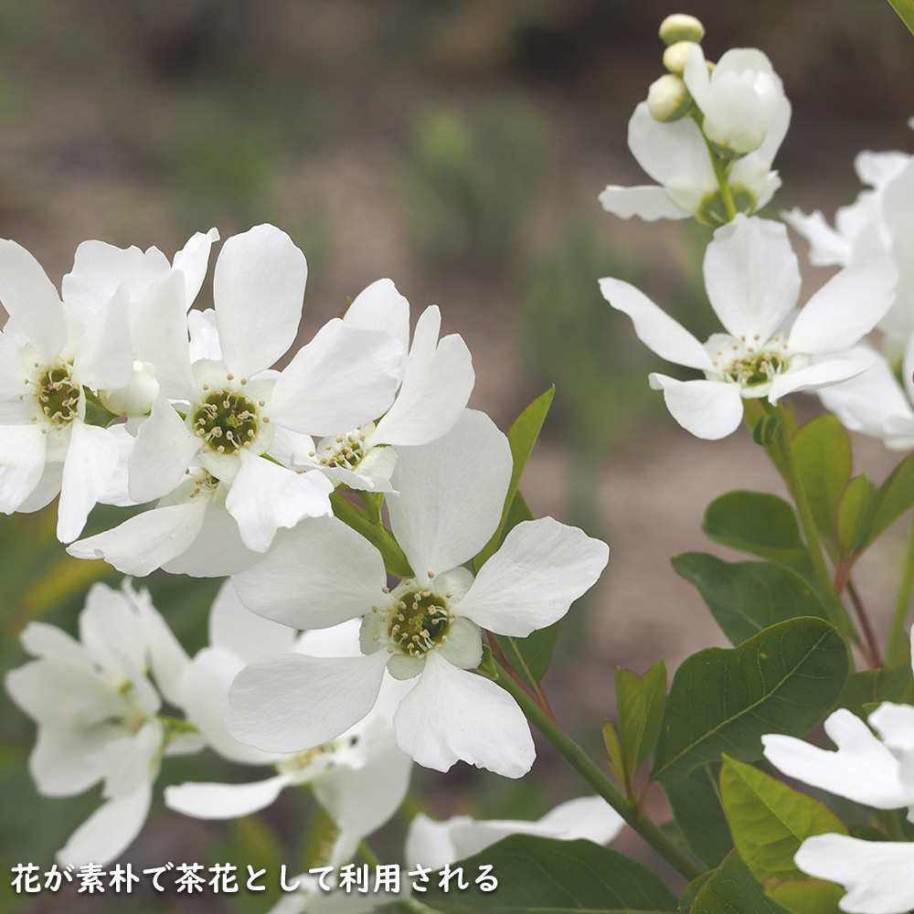 リキュウバイ 1.2m 露地 2本 苗の画像