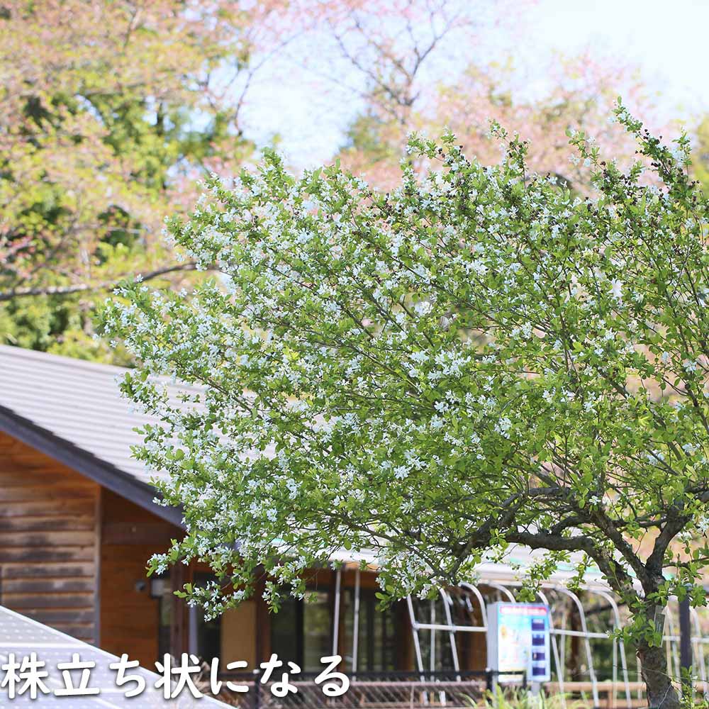 リキュウバイ 1.2m 露地 2本 苗の画像
