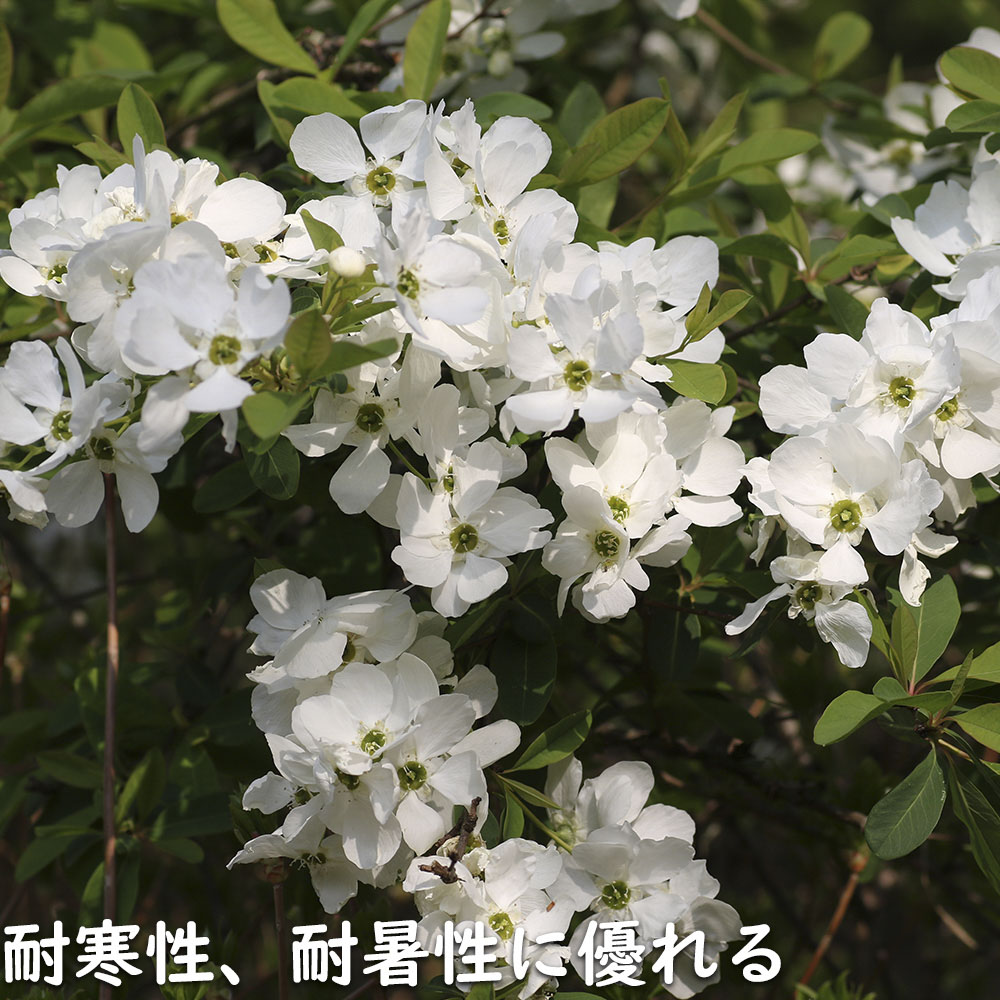 リキュウバイ 1.2m 露地 2本 苗の画像