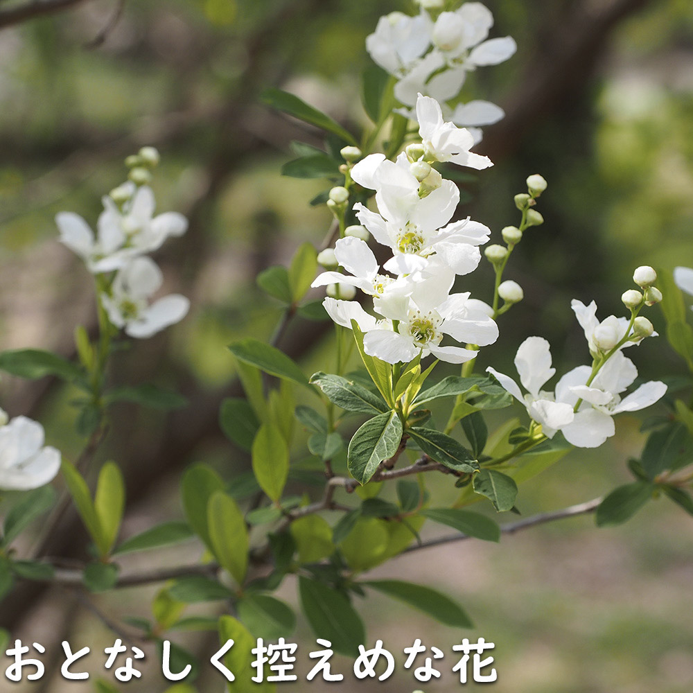 リキュウバイ 1.2m 露地 2本 苗の画像