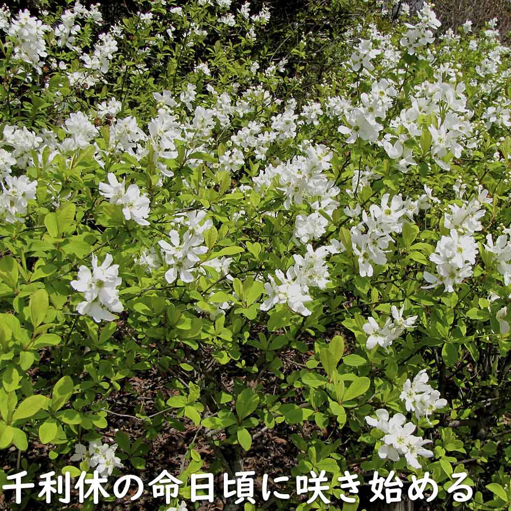 リキュウバイ 1.2m 露地 2本 苗の画像