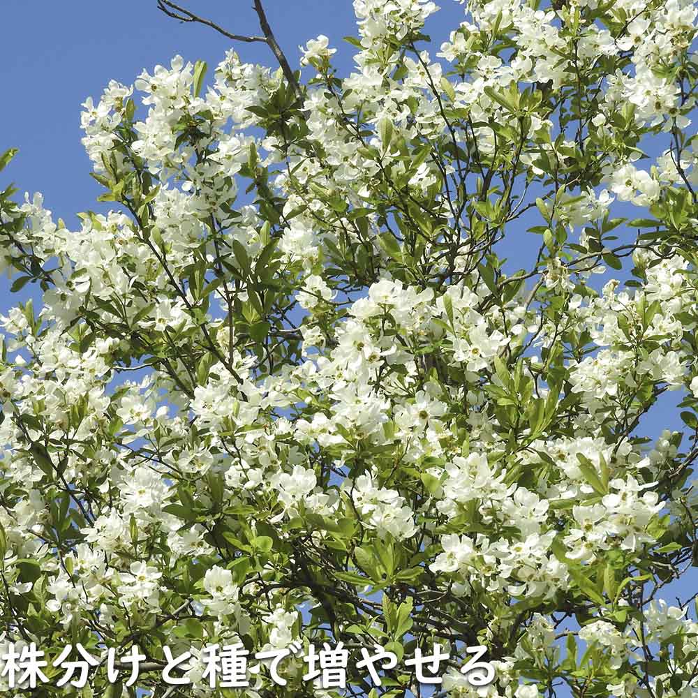リキュウバイ 1.2m 露地 2本 苗の画像