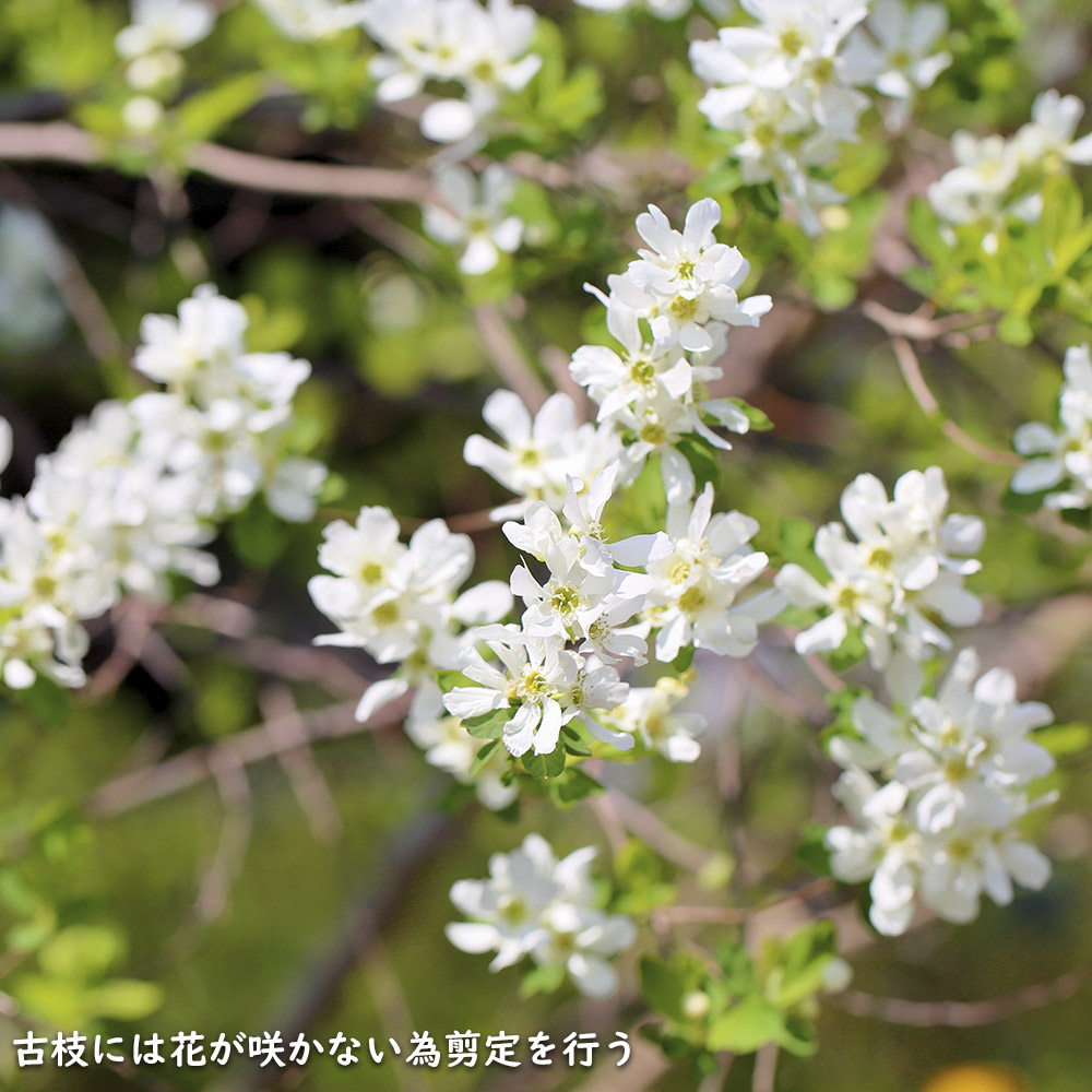 リキュウバイ 1.2m 露地 2本 苗の画像