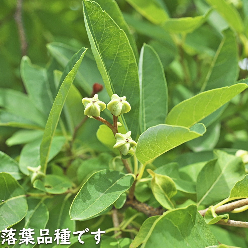 リキュウバイ 1.2m 露地 2本 苗の画像