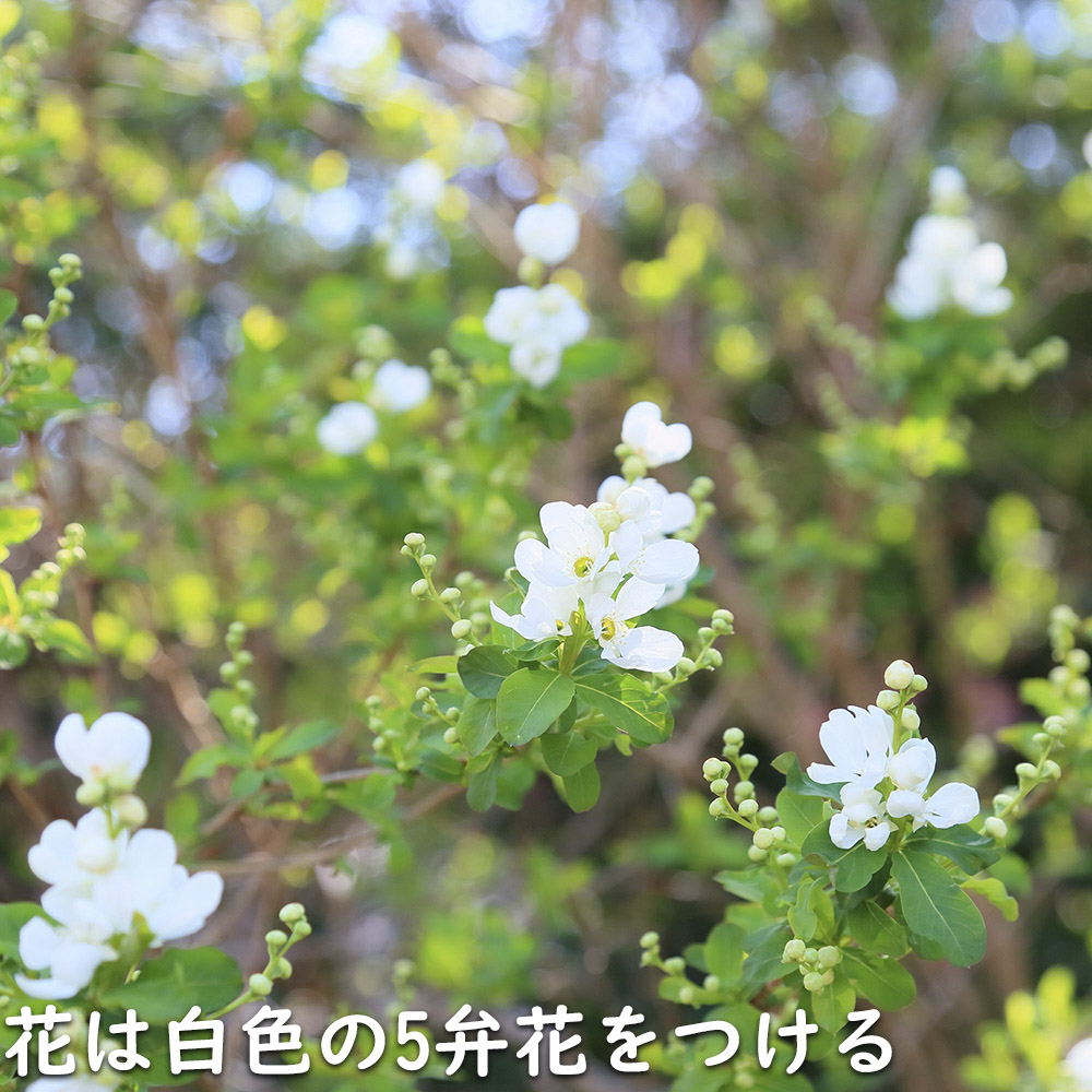リキュウバイ 1.2m 露地 2本 苗の画像