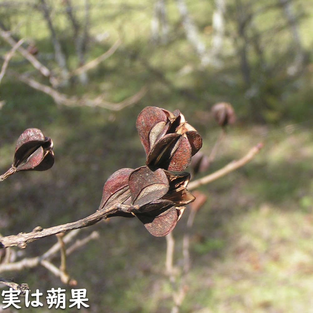 リキュウバイ 1.2m 露地 2本 苗の画像