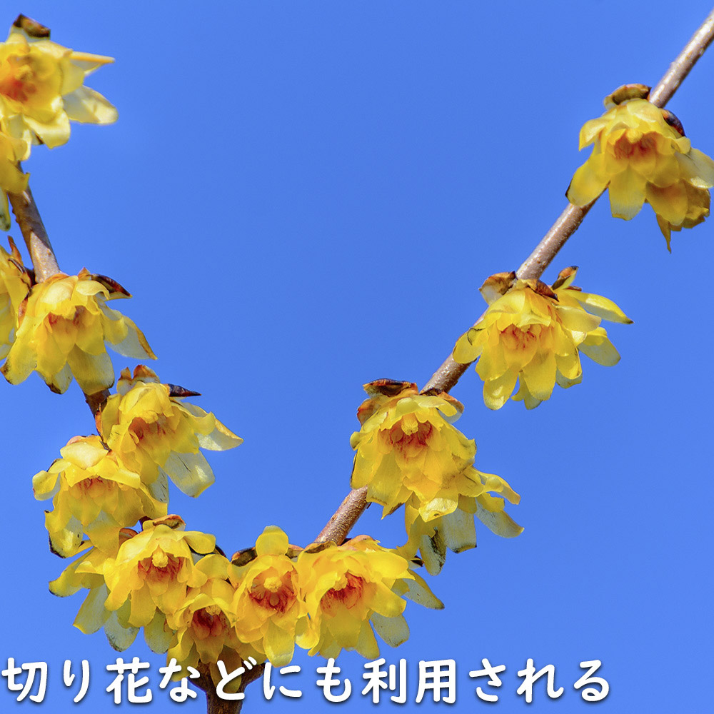 ロウバイ 0.2m 10.5cmポット 10本 苗 : トオヤマグリーン - 通販