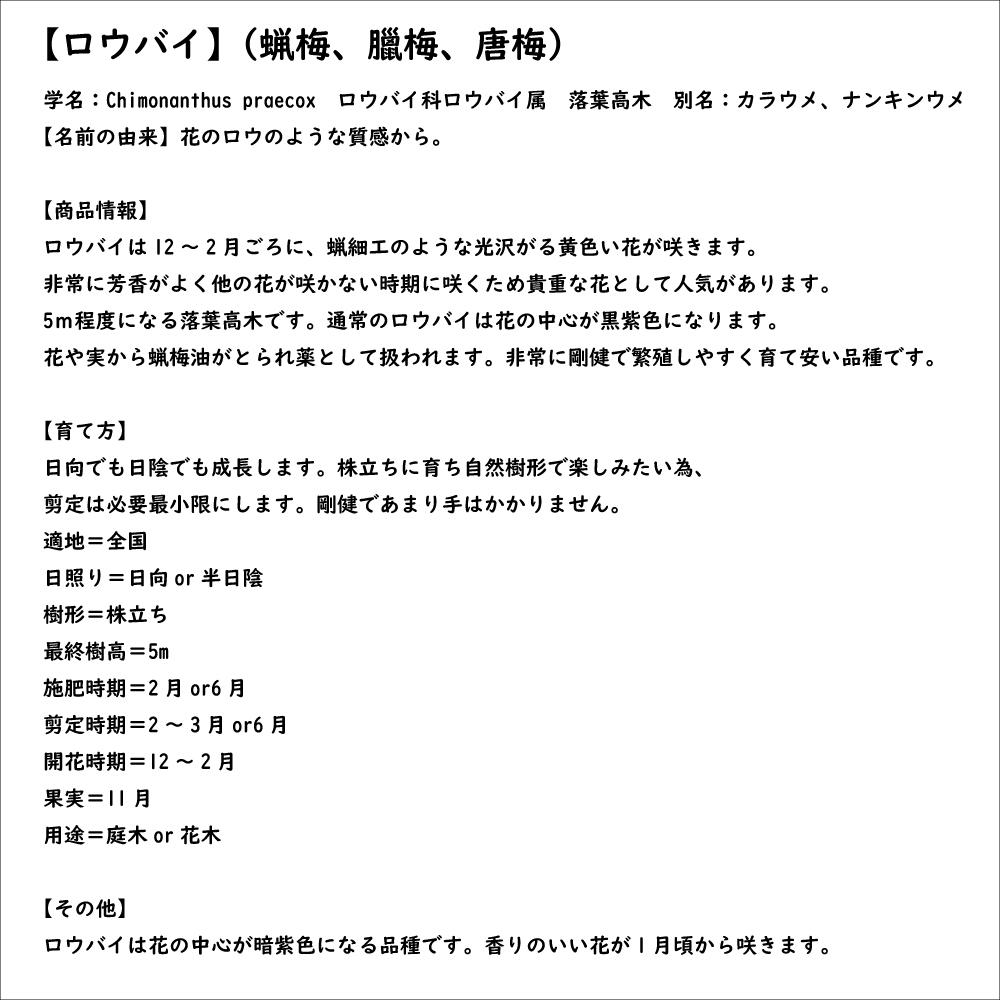ロウバイ 0.4m 12cmポット 苗｜green-netbox｜08