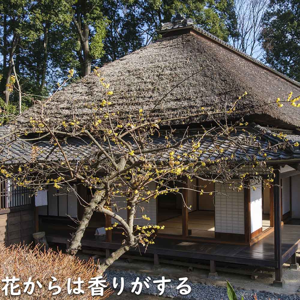 ロウバイ 2m 露地 苗木の画像