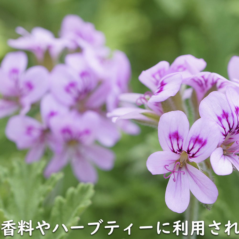 ゼラニウム 八重咲き（花、ガーデニング）のおすすめ人気商品一覧 通販