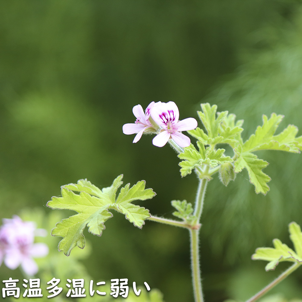 レアゼラニウム開花大苗 ローズゼラニウム 9.0cmポット 苗 : トオヤマグリーン - 通販 - Yahoo