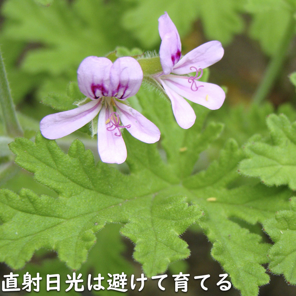 ゼラニウム 八重咲き（花、ガーデニング）のおすすめ人気商品一覧 通販