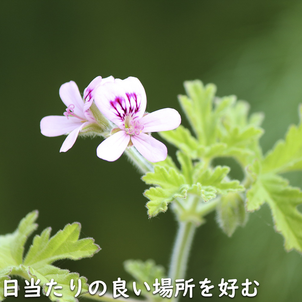 ゼラニウム 八重咲き（花、ガーデニング）のおすすめ人気商品一覧 通販