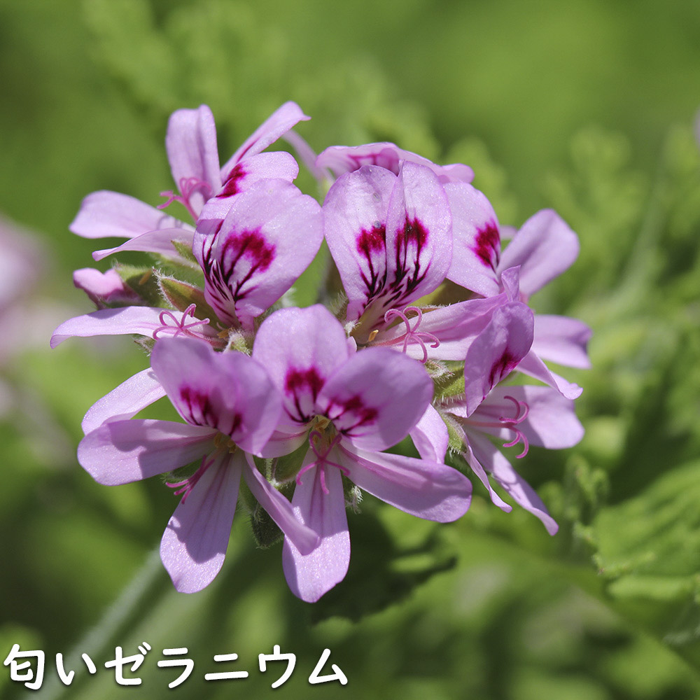 ゼラニウム 八重咲き（花、ガーデニング）のおすすめ人気商品一覧 通販