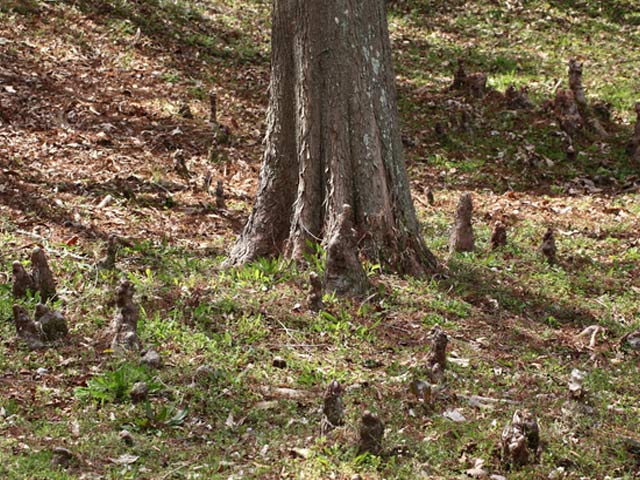 【新商品】 ラクウショウ 2.5m 露地 苗木 【2269240520】(14850円)