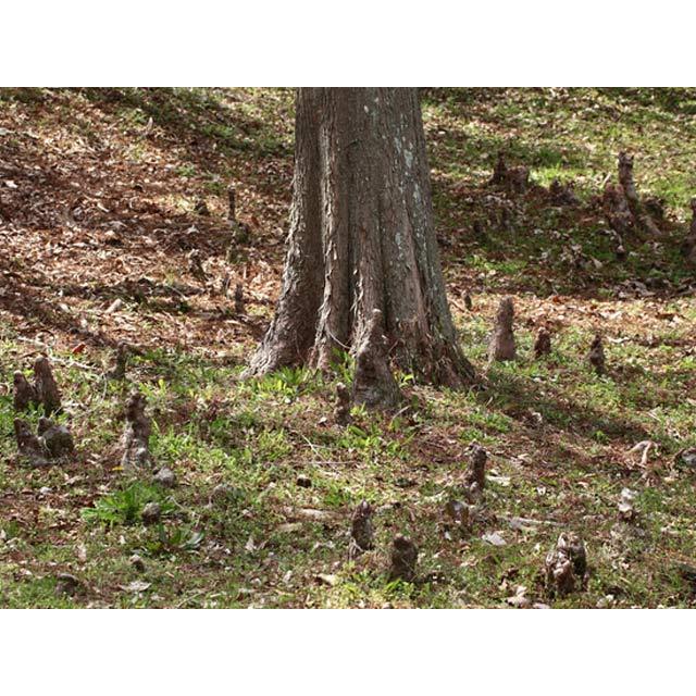 ラクウショウ 2.5m 露地 苗木 ラクウショウ 2.5m 露地 苗木