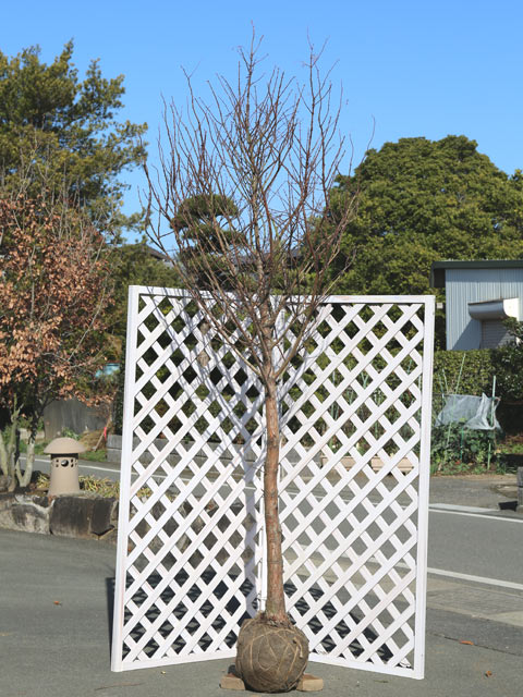 【新商品】 ラクウショウ 2.5m 露地 苗木 【2269240520】(14850円)