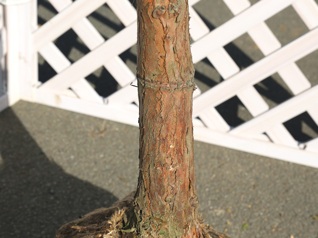 【新商品】 ラクウショウ 2.5m 露地 苗木 【2269240520】(14850円)