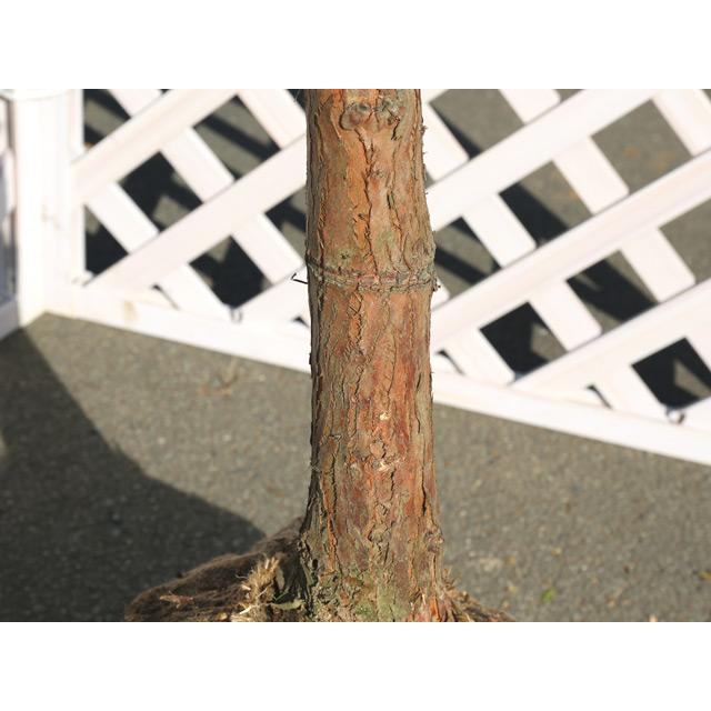 ラクウショウ 2.5m 露地 苗木 ラクウショウ 2.5m 露地 苗木