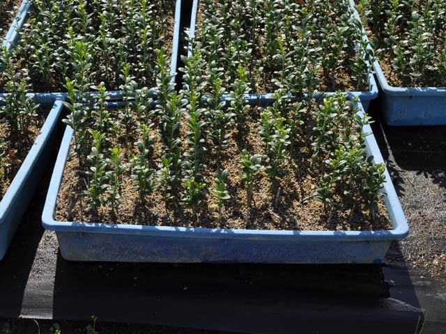 用土 ボラ土大粒 20L 4個 |  | 01