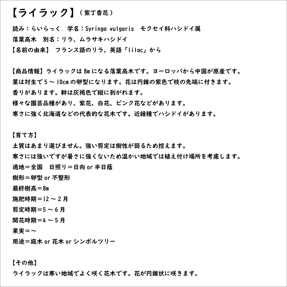 ライラック 1.2m 露地 苗 : 917315 : トオヤマグリーン - 通販 - Yahoo