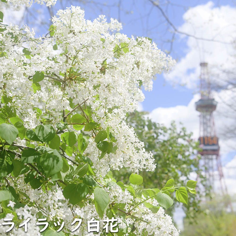 ライラック白花 1.5m 露地 2本 苗木 : 9174159 : トオヤマグリーン - 通販 - Yahoo!ショッピング