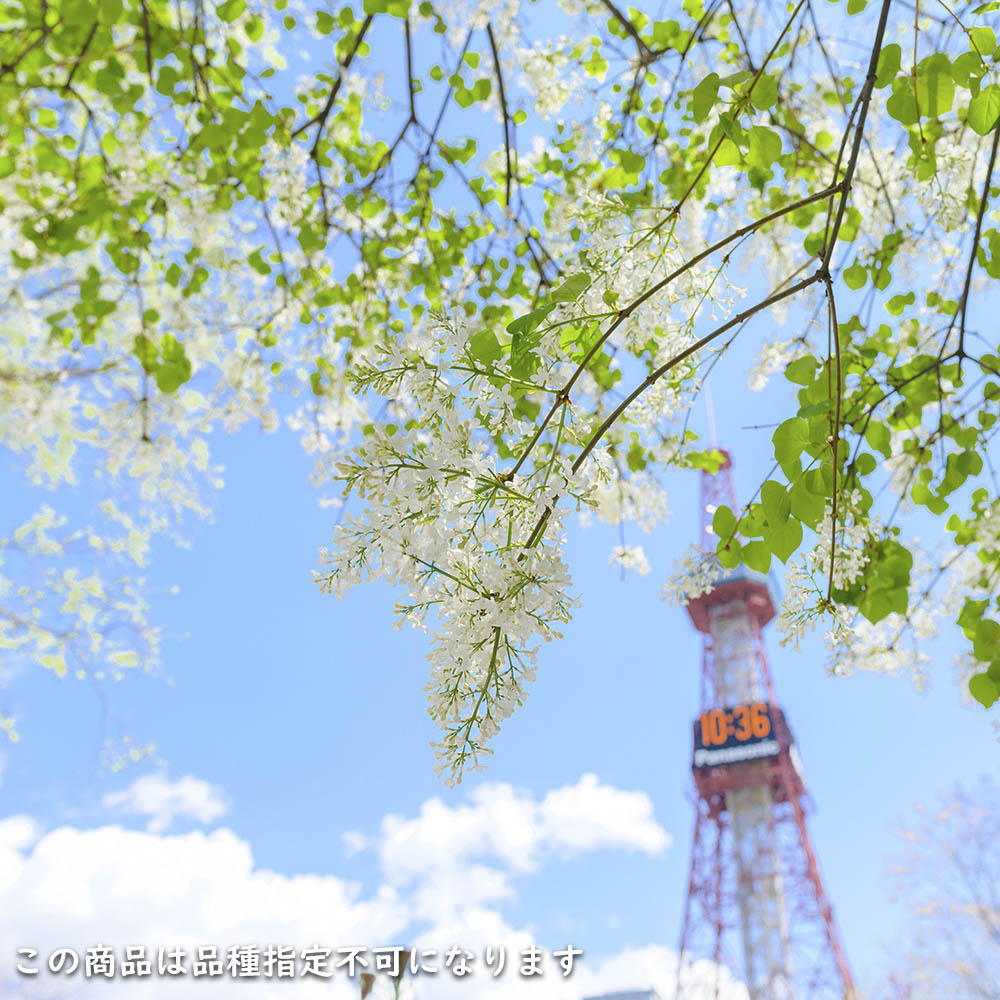 ライラック白花 1.5m 露地 2本 苗木 : トオヤマグリーン - 通販