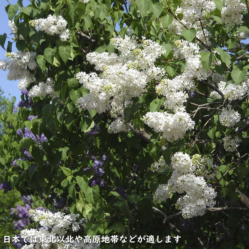 ライラック白花 1.5m 露地 2本 苗木 : トオヤマグリーン - 通販