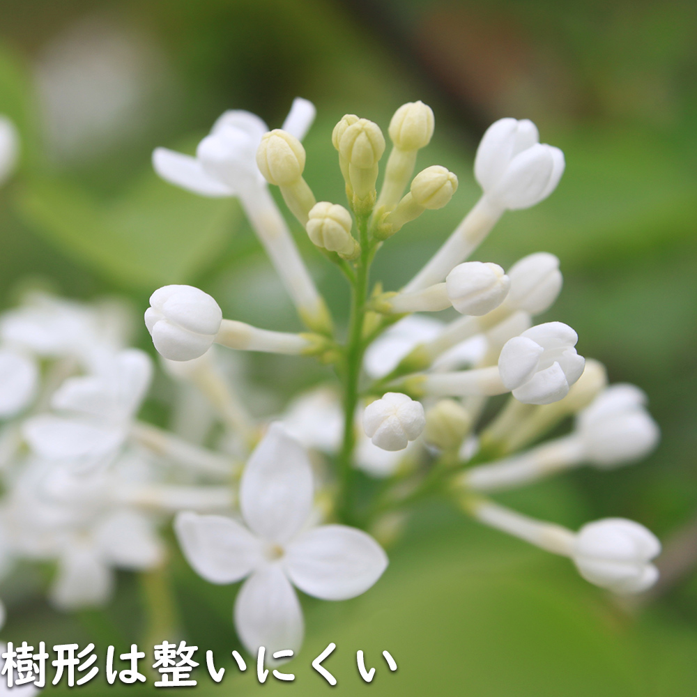 ライラック白花 1.5m 露地 2本 苗木 : トオヤマグリーン - 通販
